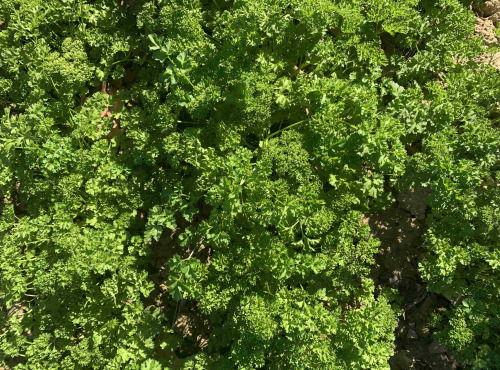 Les Herbes du Roussillon - Persil Frisé Frais