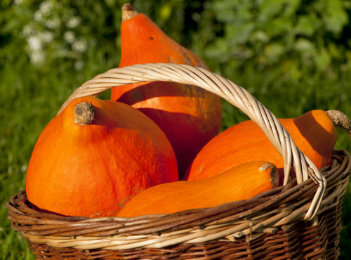 Au bon Jardinet - Potimarron X 1kg