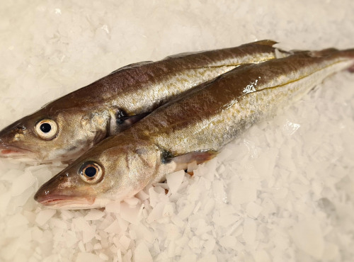 Le Panier à Poissons - Merlan vidé  3/500g par pièce, lot de 2 pièces