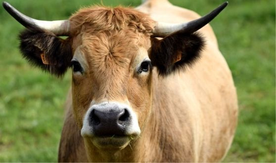 Aubrac