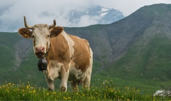 Simmental