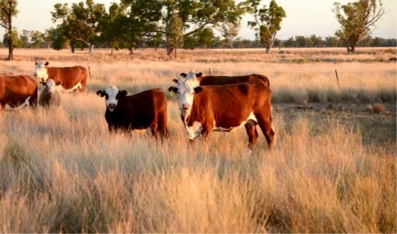 Hereford