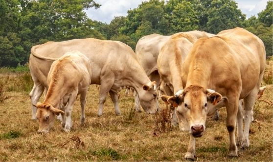 Blonde d'Aquitaine
