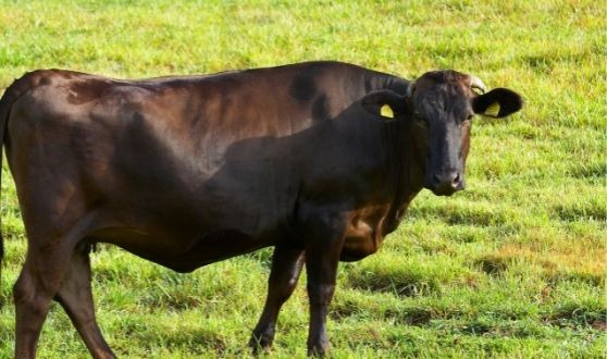 Wagyu