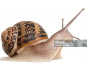 Famille Rochefort - Escargots
