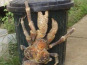 A la Truffe du Périgord - Crabe de cocotier